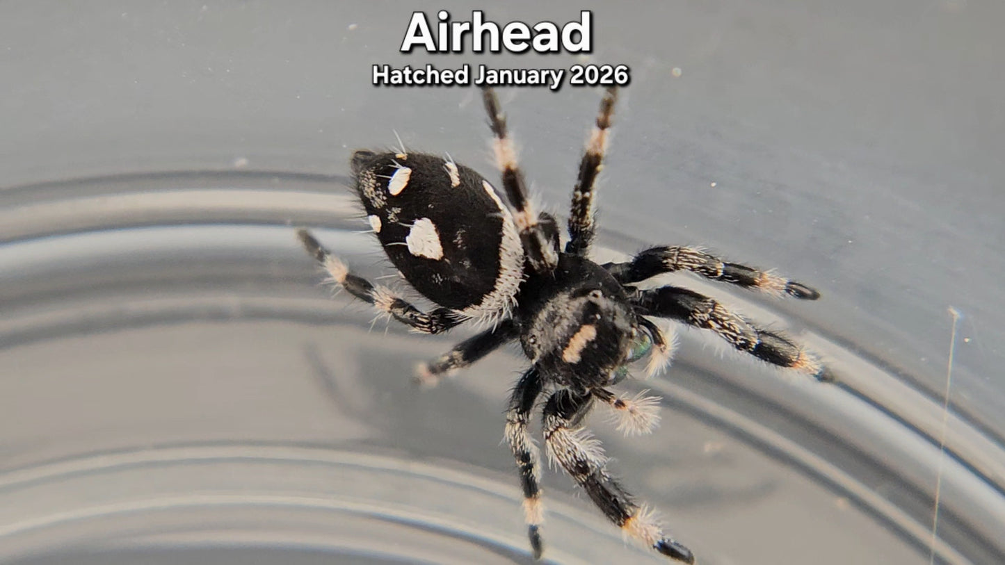 "Airhead" Male Regal Jumping Spider (Phidippus regius) - Juvenile Hatched January 2026