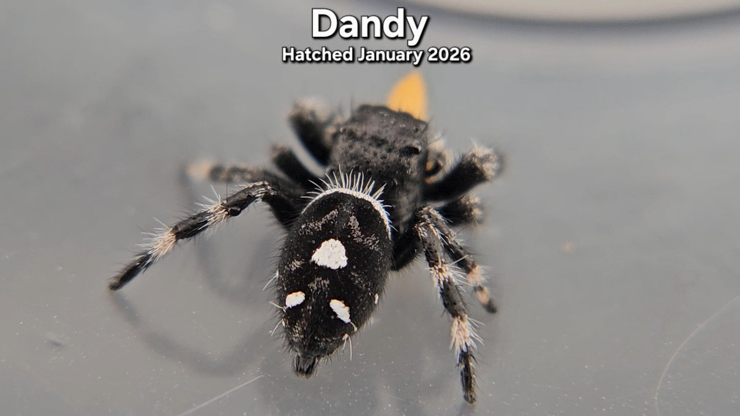 "Dandy" Male Regal Jumping Spider (Phidippus regius) - Juvenile Hatched January 2026