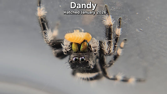 "Dandy" Male Regal Jumping Spider (Phidippus regius) - Juvenile Hatched January 2026