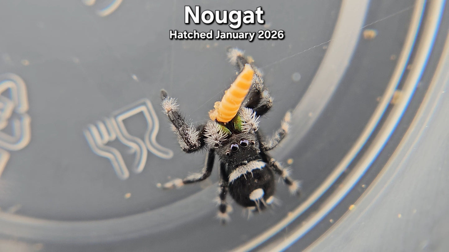 "Nougat" Male Regal Jumping Spider (Phidippus regius) - Juvenile Hatched January 2026