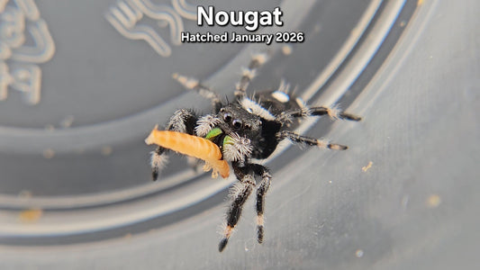 "Nougat" Male Regal Jumping Spider (Phidippus regius) - Juvenile Hatched January 2026