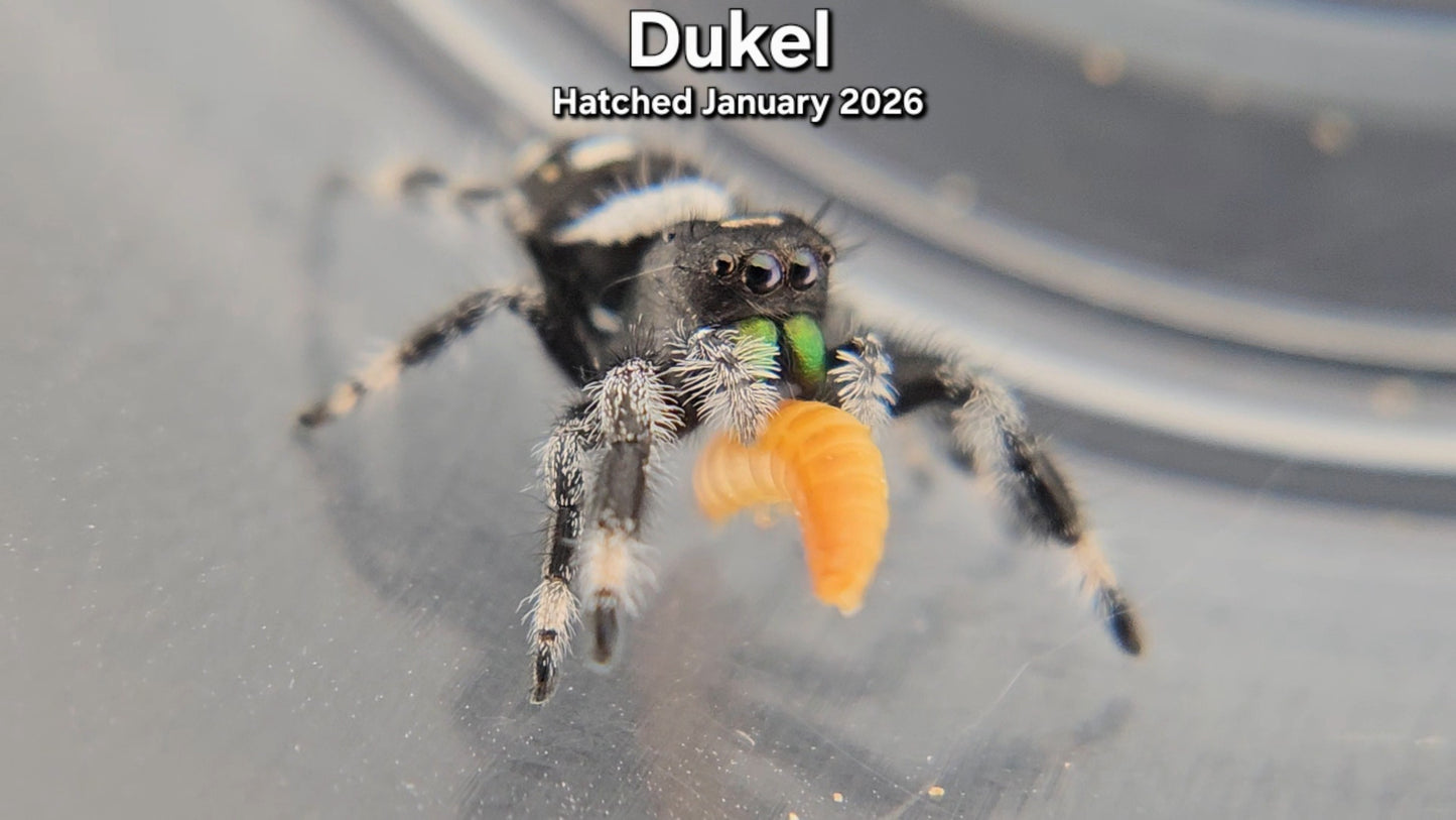 "Dukel" Male Regal Jumping Spider (Phidippus regius) - Juvenile Hatched January 2026