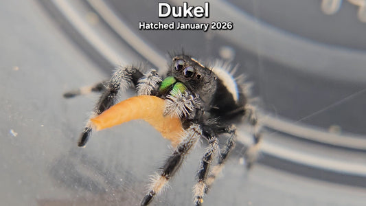 "Dukel" Male Regal Jumping Spider (Phidippus regius) - Juvenile Hatched January 2026
