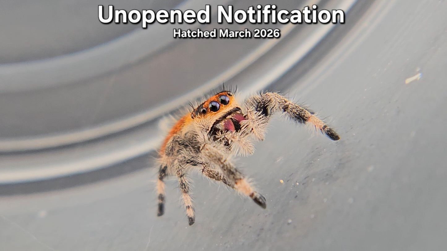 "Unopened Notification" Female Regal Jumping Spider (Phidippus regius) - Juvenile Hatched March 2026