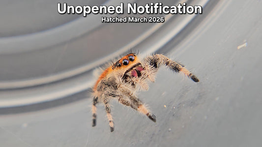 "Unopened Notification" Female Regal Jumping Spider (Phidippus regius) - Juvenile Hatched March 2026