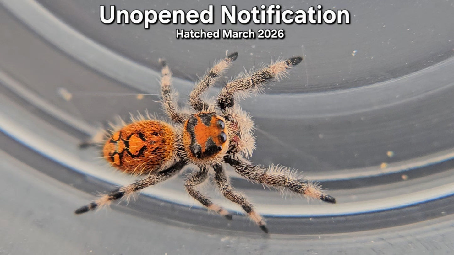 "Unopened Notification" Female Regal Jumping Spider (Phidippus regius) - Juvenile Hatched March 2026