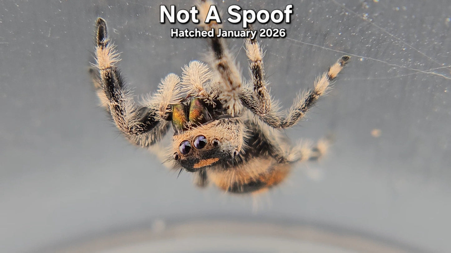 "Not A Spoof" Female Regal Jumping Spider (Phidippus regius) - Juvenile Hatched January 2026