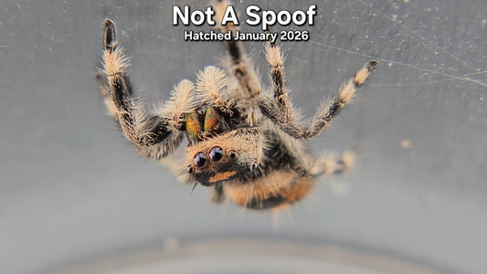 "Not A Spoof" Female Regal Jumping Spider (Phidippus regius) - Juvenile Hatched January 2026
