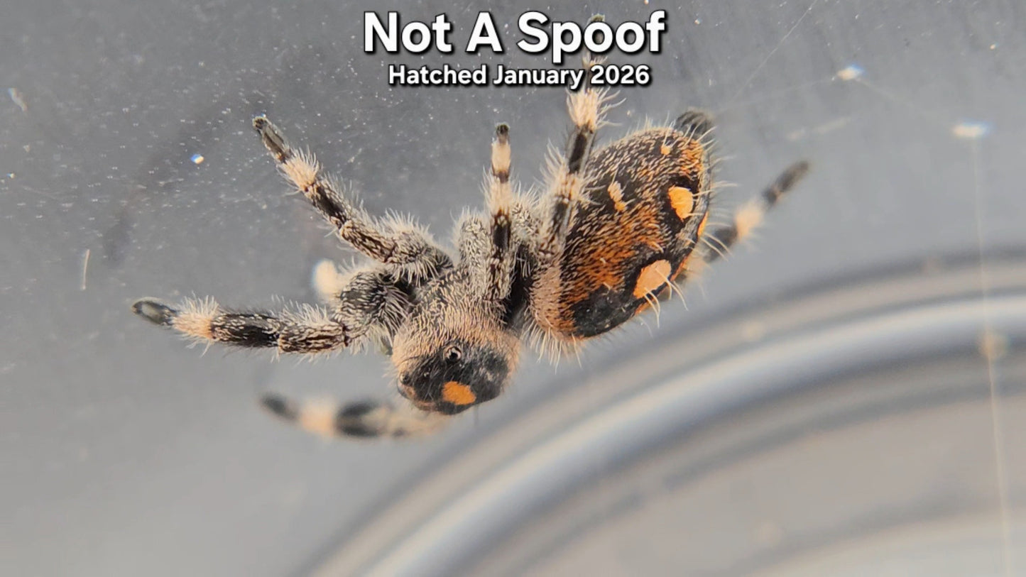 "Not A Spoof" Female Regal Jumping Spider (Phidippus regius) - Juvenile Hatched January 2026