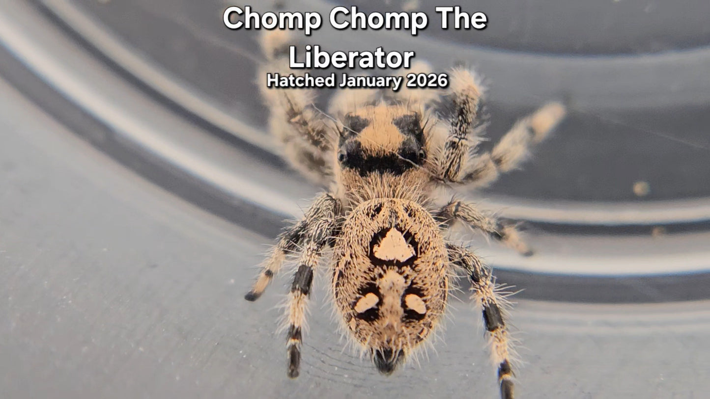 "Chomp Chomp The Liberator" Female Regal Jumping Spider (Phidippus regius) - Juvenile Hatched January 2026