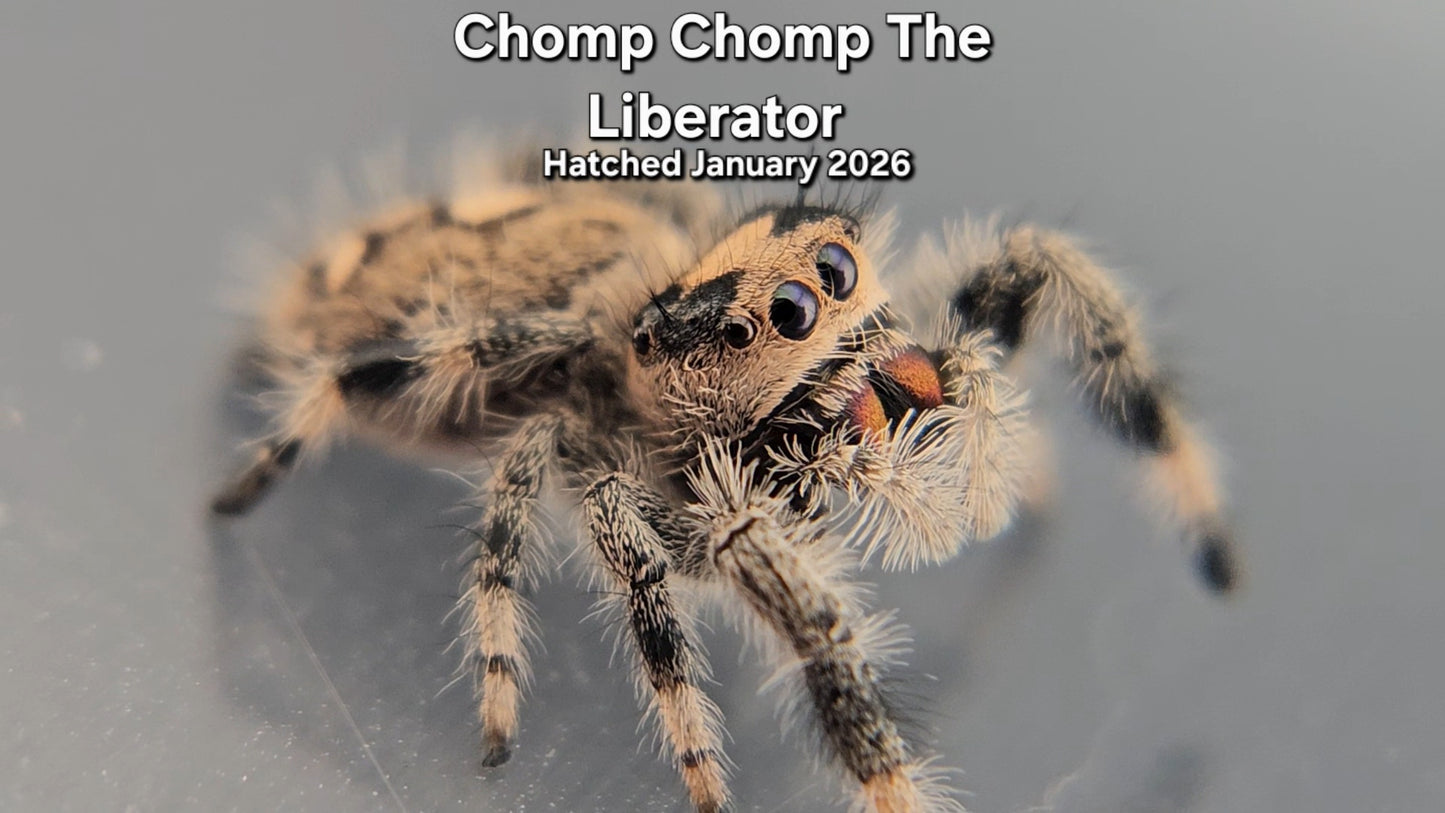 "Chomp Chomp The Liberator" Female Regal Jumping Spider (Phidippus regius) - Juvenile Hatched January 2026