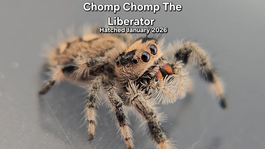 "Chomp Chomp The Liberator" Female Regal Jumping Spider (Phidippus regius) - Juvenile Hatched January 2026