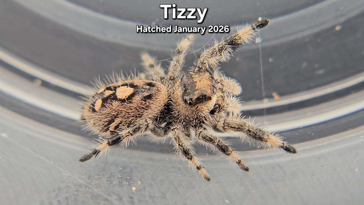 "Tizzy" Female Regal Jumping Spider (Phidippus regius) - Juvenile Hatched January 2026