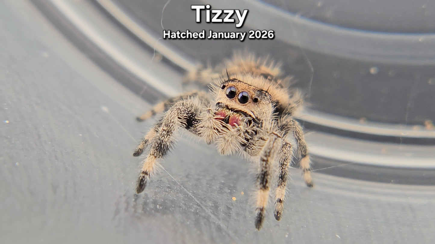 "Tizzy" Female Regal Jumping Spider (Phidippus regius) - Juvenile Hatched January 2026