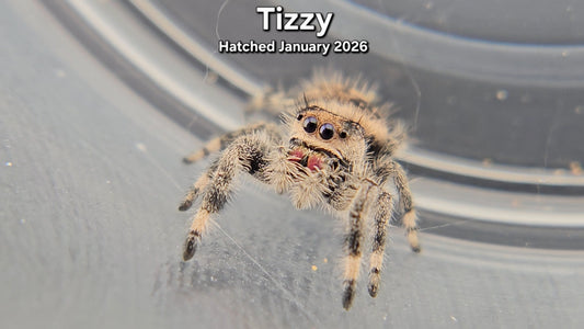 "Tizzy" Female Regal Jumping Spider (Phidippus regius) - Juvenile Hatched January 2026