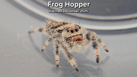 "Frog Hopper" Female Regal Jumping Spider (Phidippus regius) - Juvenile Hatched December 2025