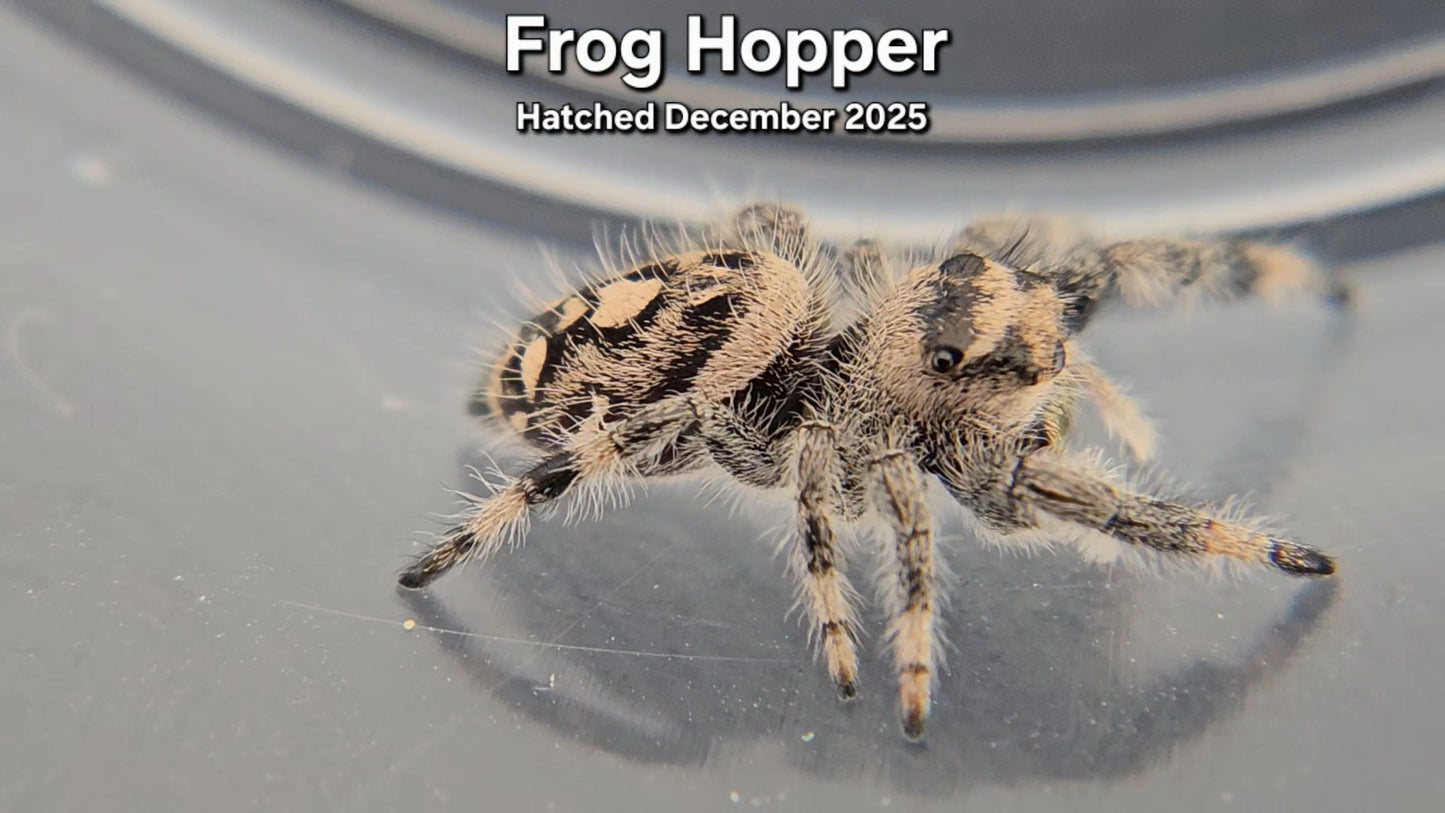 "Frog Hopper" Female Regal Jumping Spider (Phidippus regius) - Juvenile Hatched December 2025