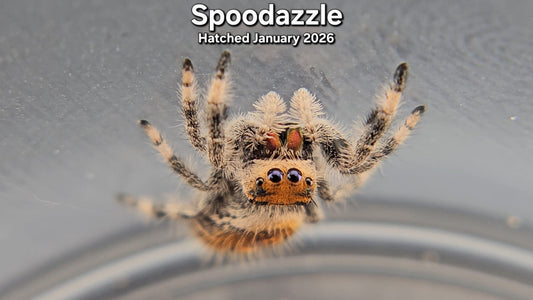 "Spoodazzle" Female Regal Jumping Spider (Phidippus regius) - Juvenile Hatched January 2026