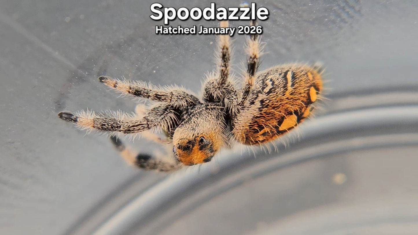 "Spoodazzle" Female Regal Jumping Spider (Phidippus regius) - Juvenile Hatched January 2026