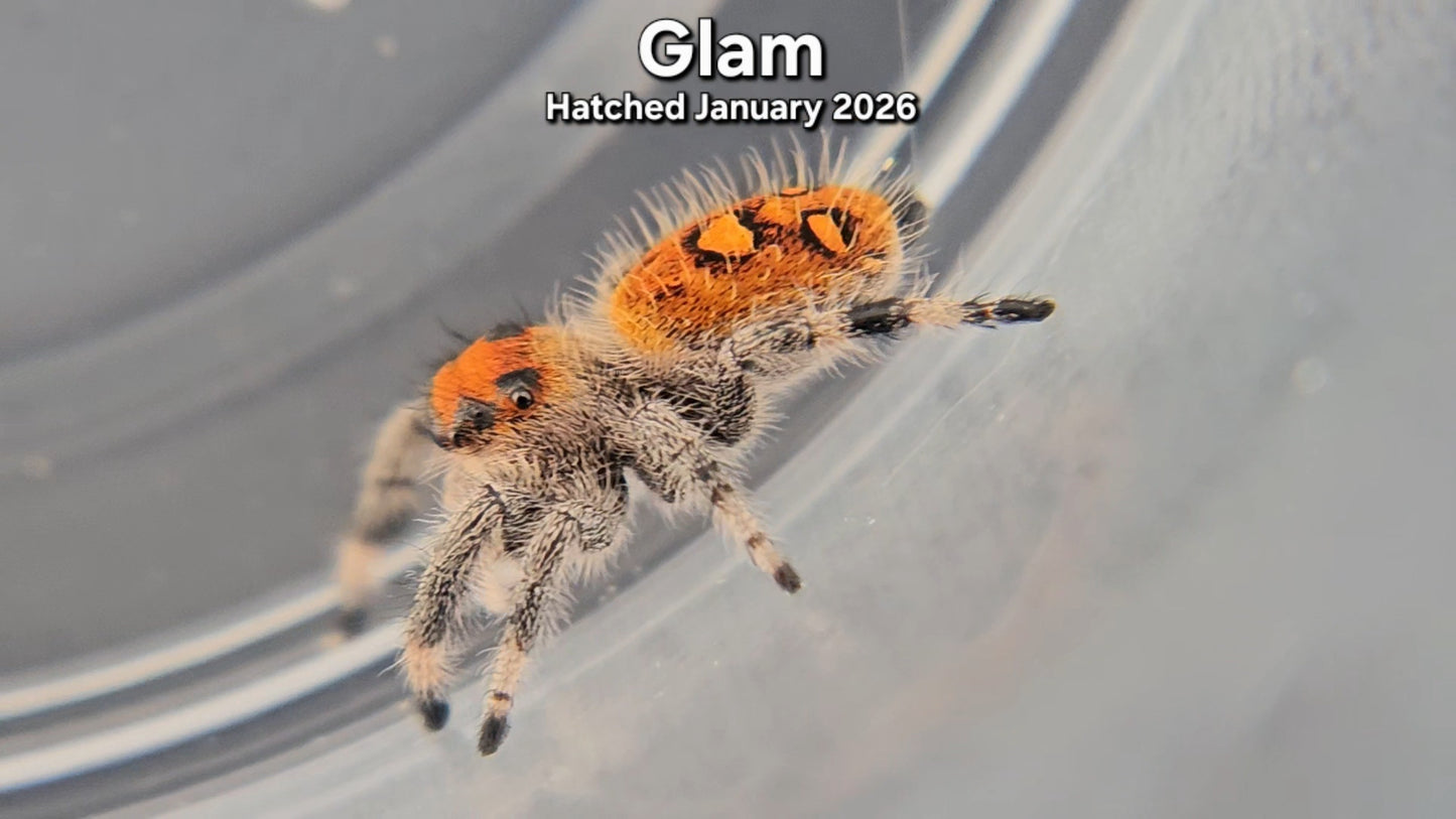 "Glam" Female Regal Jumping Spider (Phidippus regius) - Juvenile Hatched January 2026
