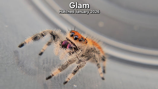 "Glam" Female Regal Jumping Spider (Phidippus regius) - Juvenile Hatched January 2026