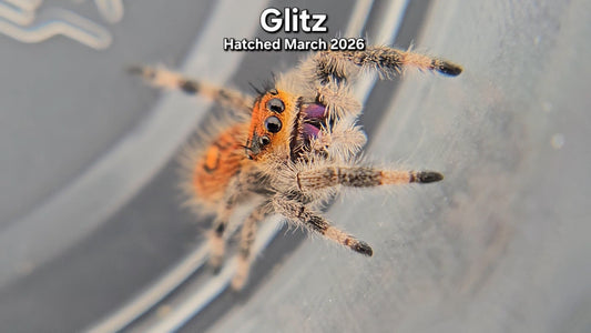 "Glitz" Female Regal Jumping Spider (Phidippus regius) - Juvenile Hatched March 2026