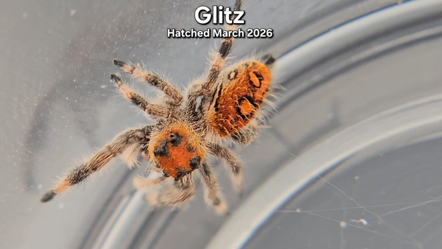 "Glitz" Female Regal Jumping Spider (Phidippus regius) - Juvenile Hatched March 2026