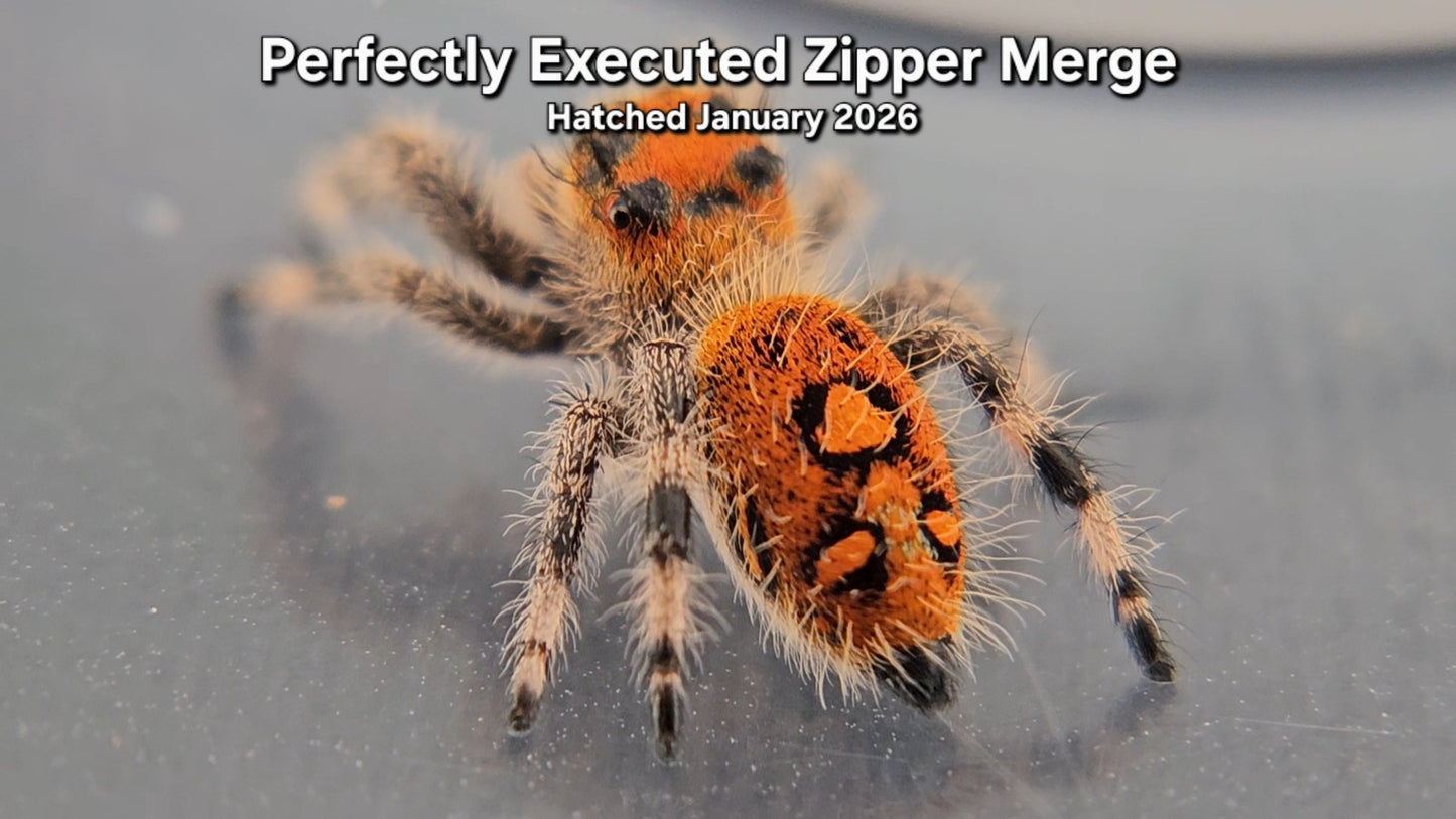 "Perfectly Executed Zipper Merge" Female Regal Jumping Spider (Phidippus regius) - Juvenile Hatched January 2026