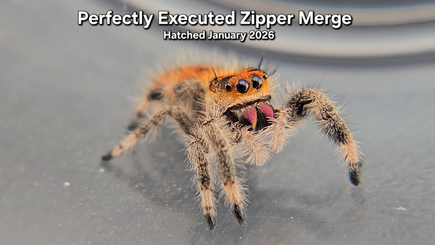 "Perfectly Executed Zipper Merge" Female Regal Jumping Spider (Phidippus regius) - Juvenile Hatched January 2026