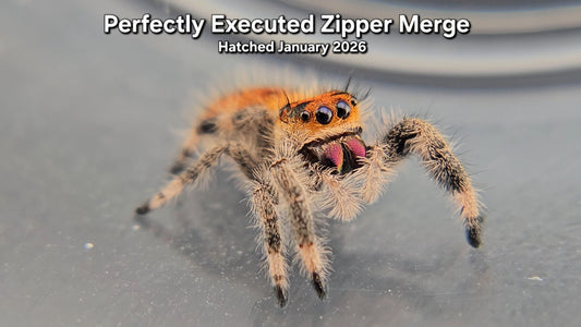 "Perfectly Executed Zipper Merge" Female Regal Jumping Spider (Phidippus regius) - Juvenile Hatched January 2026