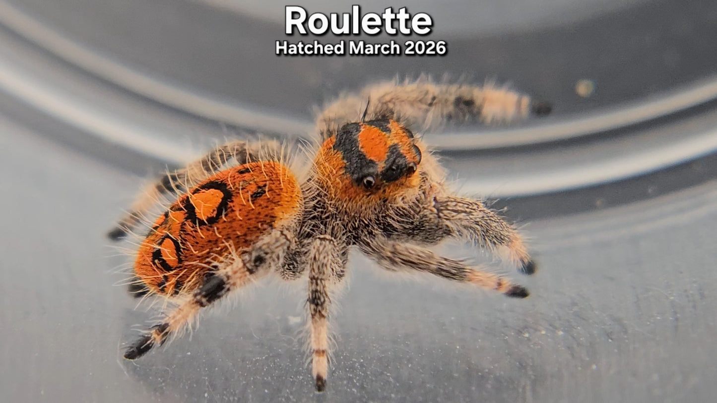 "Roulette" Female Regal Jumping Spider (Phidippus regius) - Juvenile Hatched March 2026