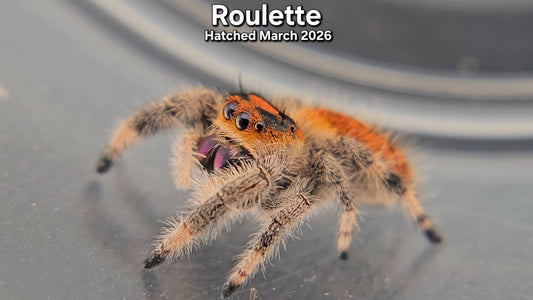 "Roulette" Female Regal Jumping Spider (Phidippus regius) - Juvenile Hatched March 2026