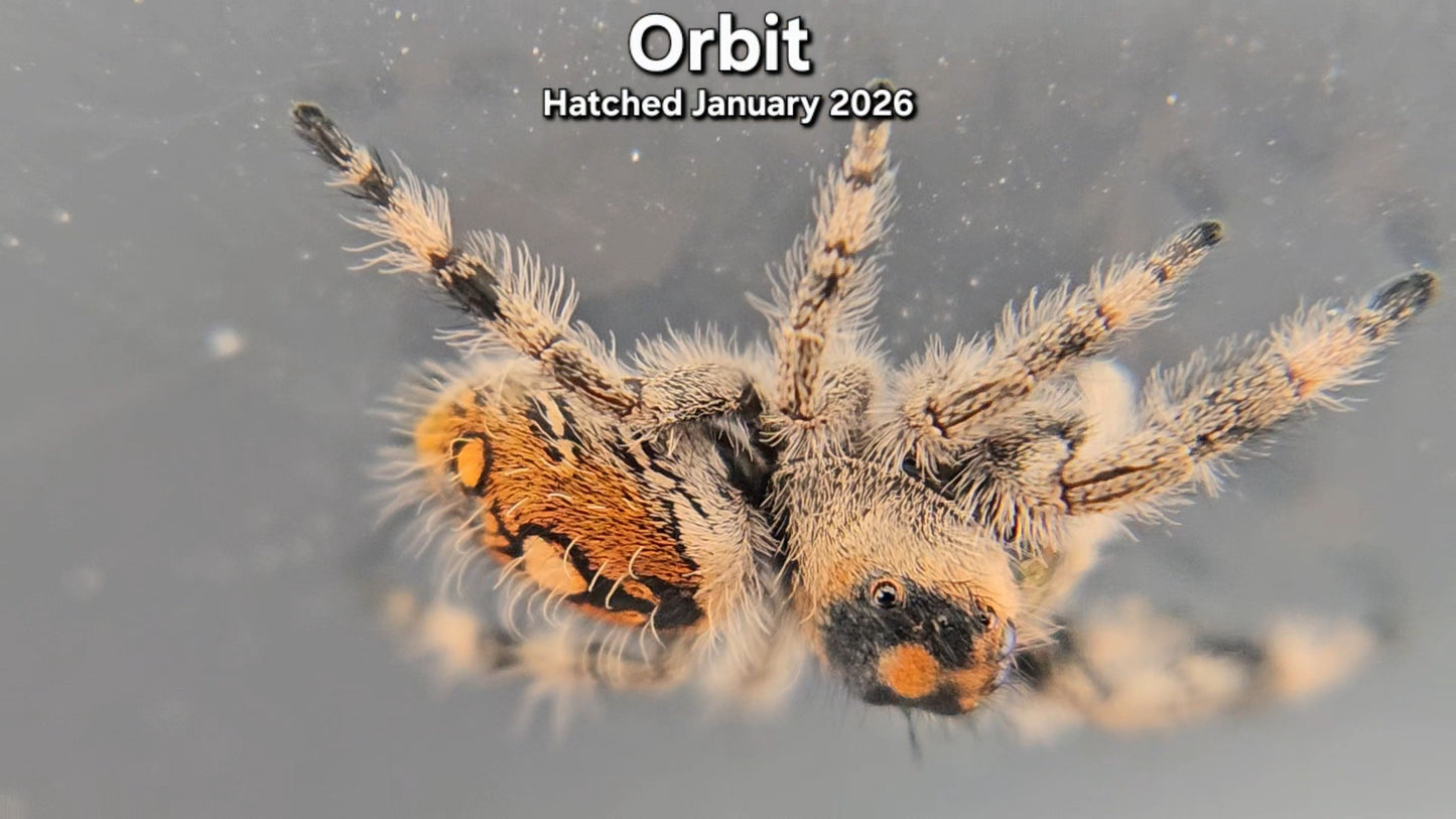 "Orbit" Female Regal Jumping Spider (Phidippus regius) - Juvenile Hatched January 2026