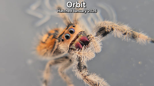 "Orbit" Female Regal Jumping Spider (Phidippus regius) - Juvenile Hatched January 2026