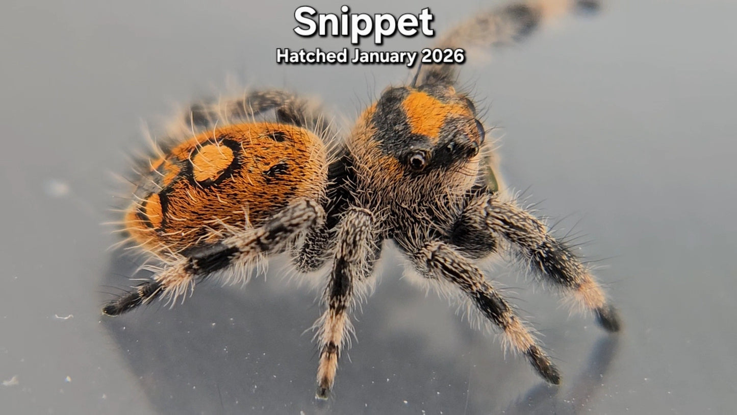 "Snippet" Female Regal Jumping Spider (Phidippus regius) - Juvenile Hatched January 2026