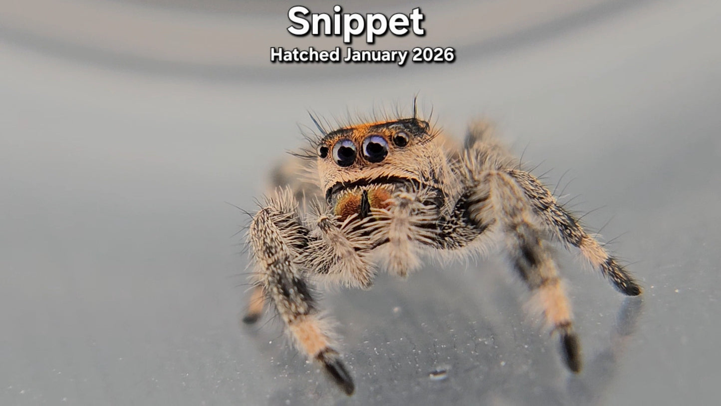 "Snippet" Female Regal Jumping Spider (Phidippus regius) - Juvenile Hatched January 2026