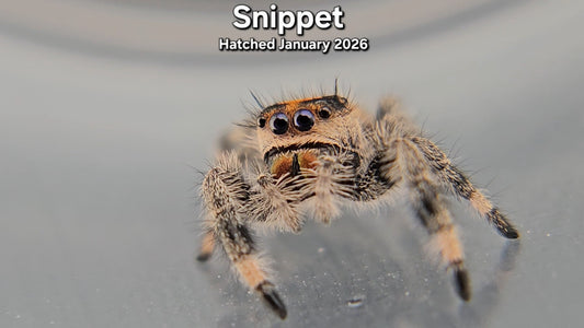 "Snippet" Female Regal Jumping Spider (Phidippus regius) - Juvenile Hatched January 2026
