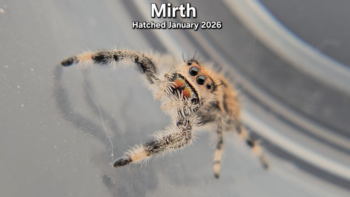 "Mirth" Female Regal Jumping Spider (Phidippus regius) - Juvenile Hatched January 2026