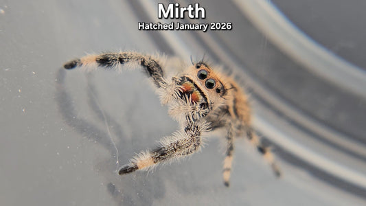 "Mirth" Female Regal Jumping Spider (Phidippus regius) - Juvenile Hatched January 2026