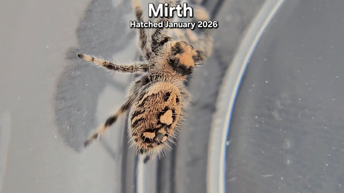 "Mirth" Female Regal Jumping Spider (Phidippus regius) - Juvenile Hatched January 2026