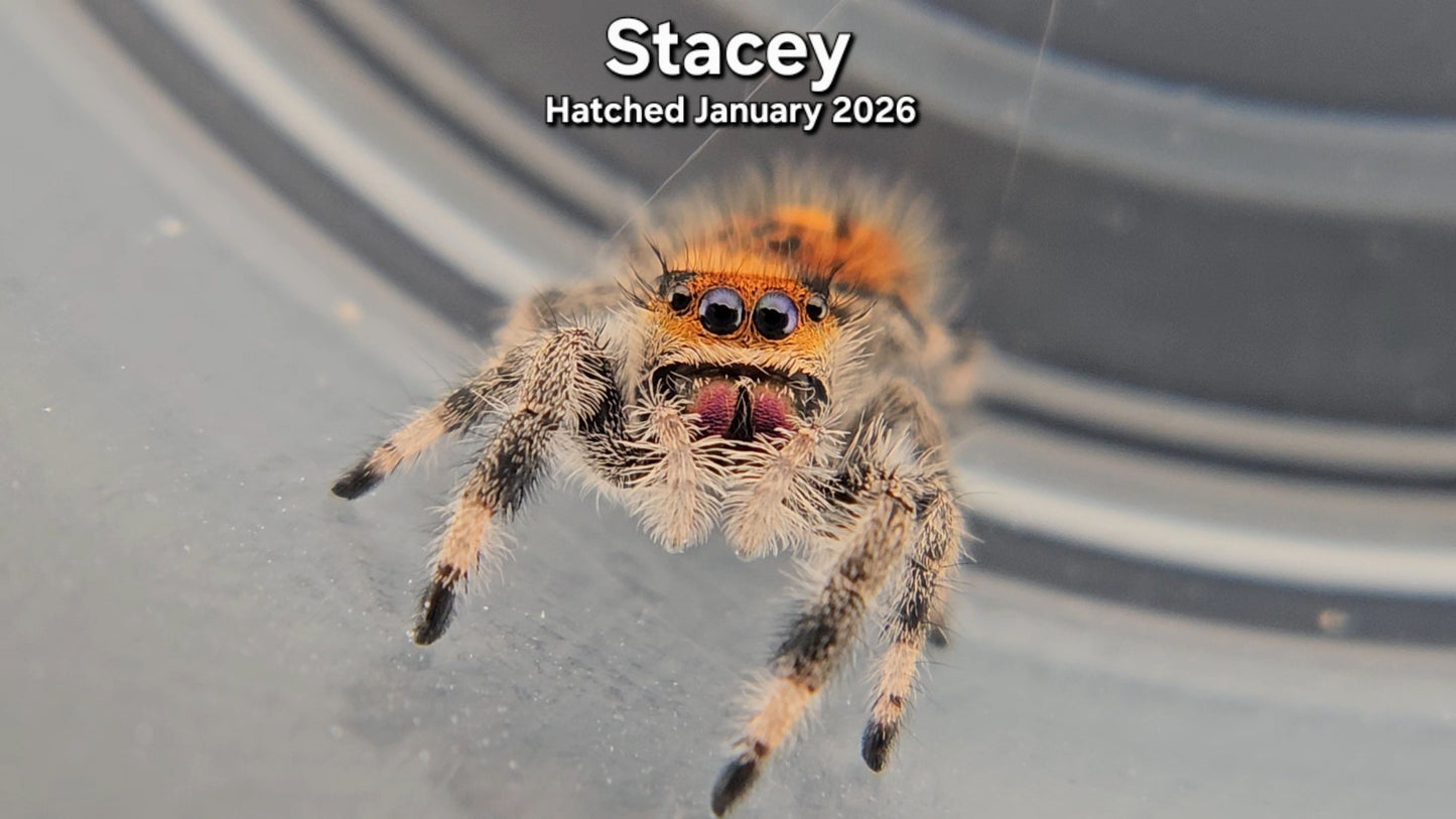 "Stacey" Female Regal Jumping Spider (Phidippus regius) - Juvenile Hatched January 2026