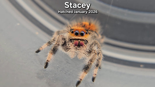 "Stacey" Female Regal Jumping Spider (Phidippus regius) - Juvenile Hatched January 2026