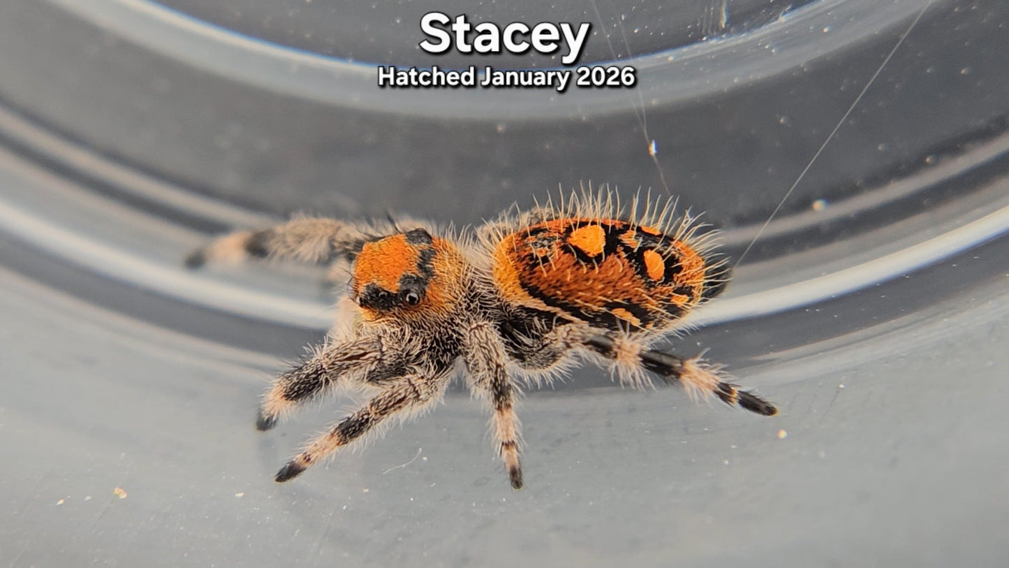 "Stacey" Female Regal Jumping Spider (Phidippus regius) - Juvenile Hatched January 2026