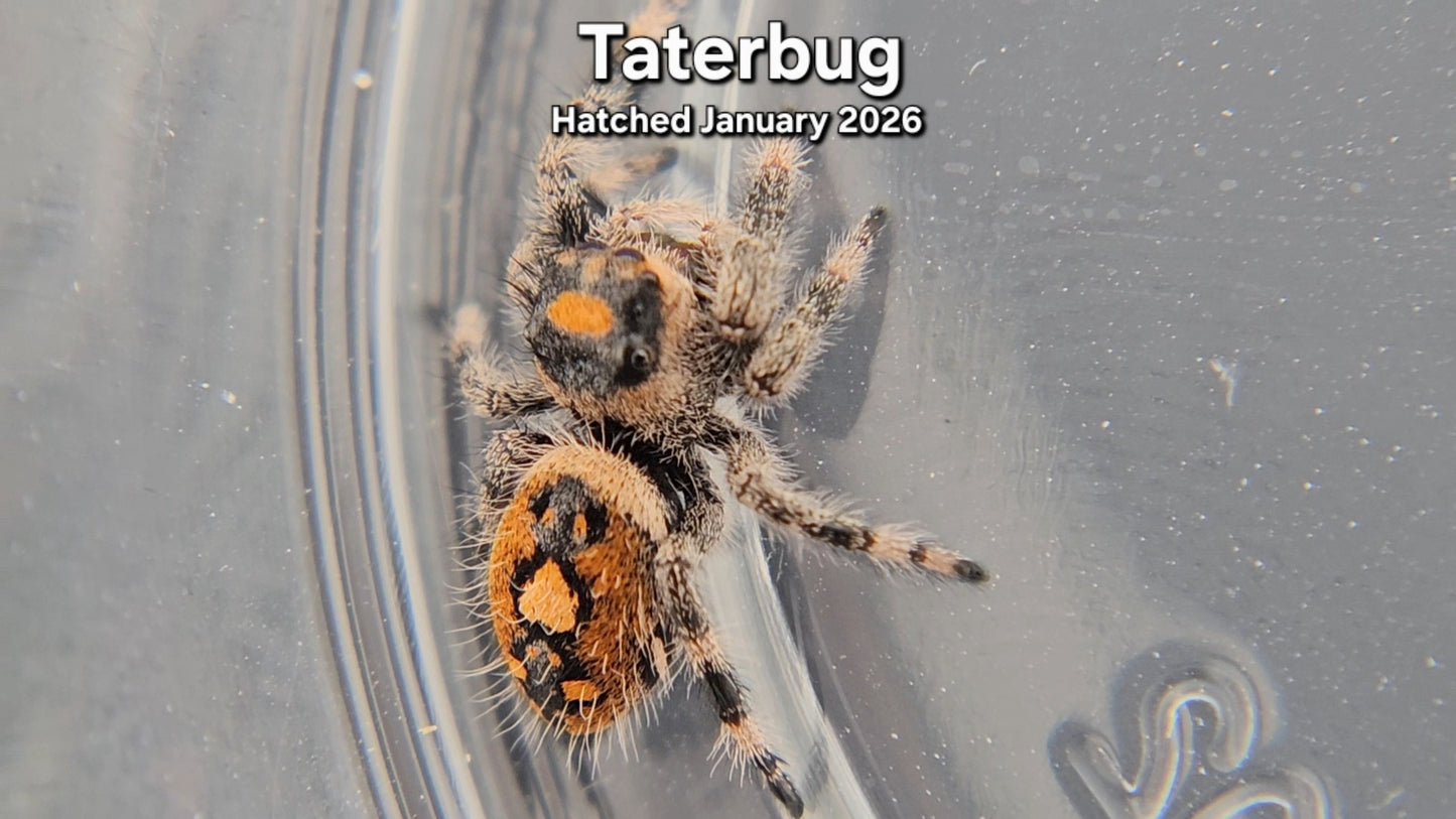 "Taterbug" Female Regal Jumping Spider (Phidippus regius) - Juvenile Hatched January 2026