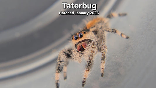 "Taterbug" Female Regal Jumping Spider (Phidippus regius) - Juvenile Hatched January 2026