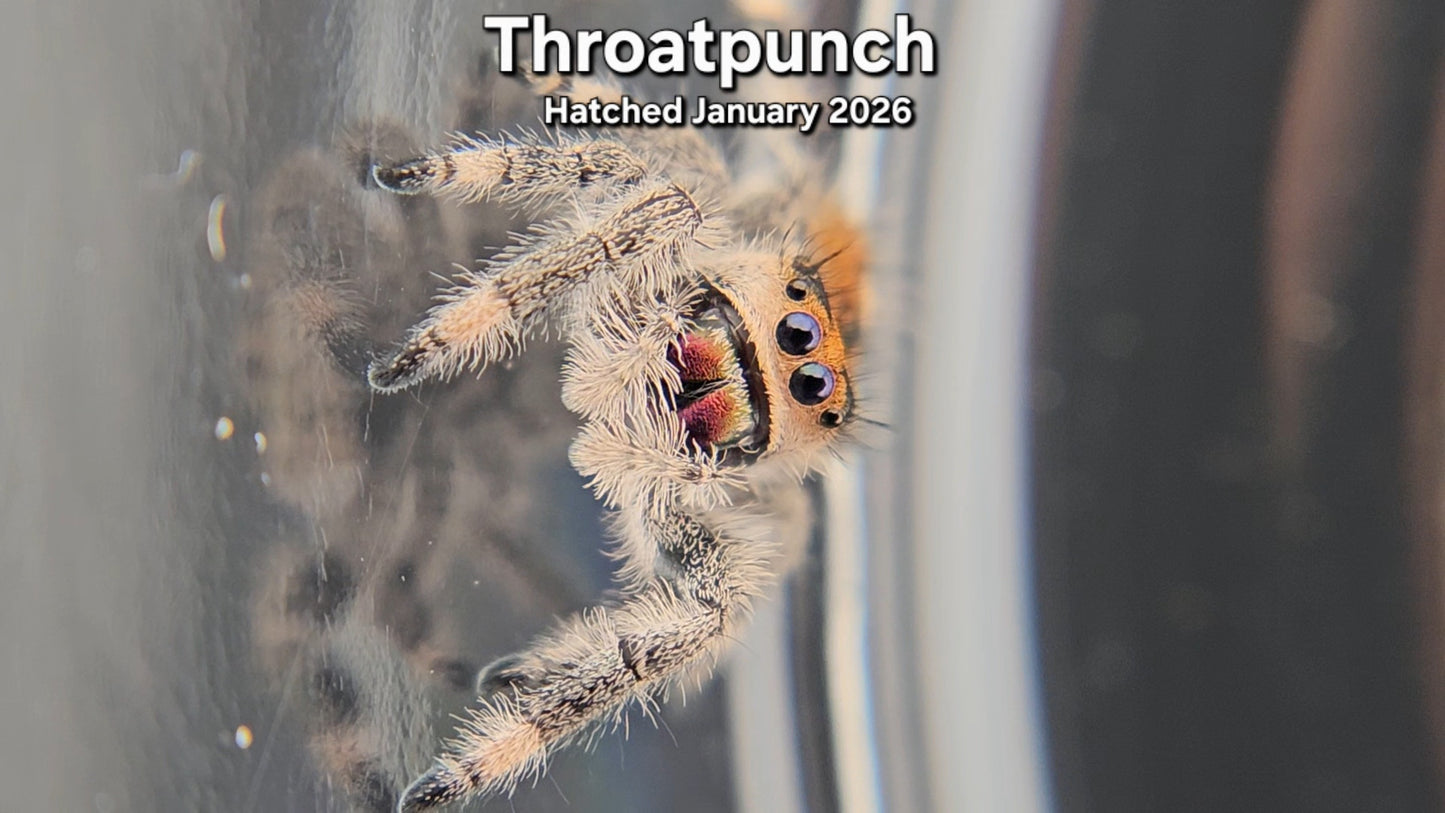 "Throatpunch" Female Regal Jumping Spider (Phidippus regius) - Juvenile Hatched January 2026
