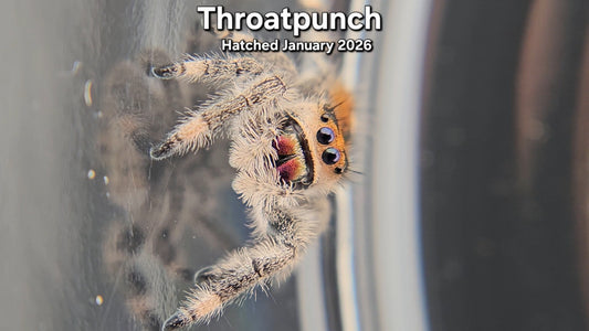 "Throatpunch" Female Regal Jumping Spider (Phidippus regius) - Juvenile Hatched January 2026