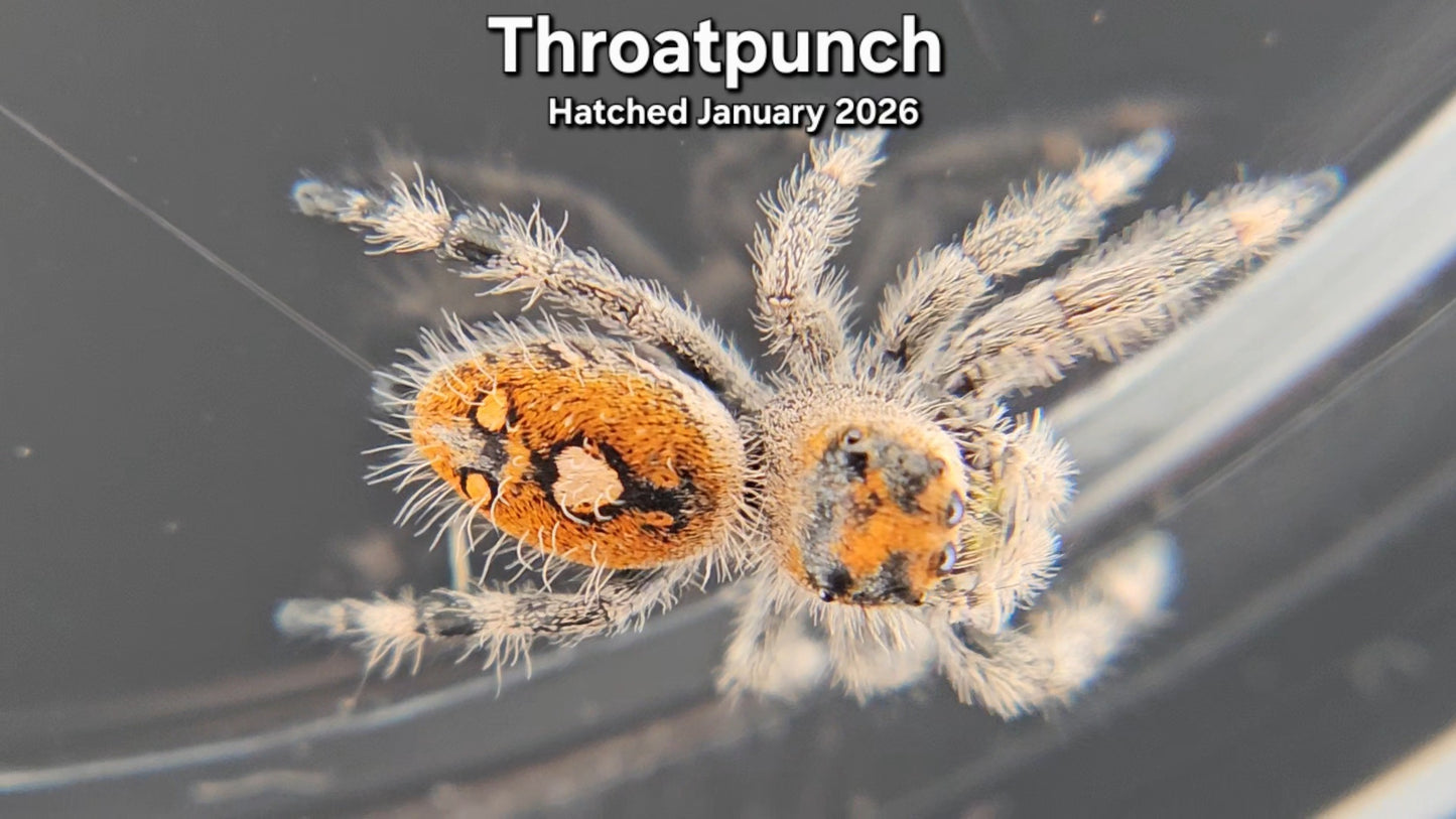 "Throatpunch" Female Regal Jumping Spider (Phidippus regius) - Juvenile Hatched January 2026
