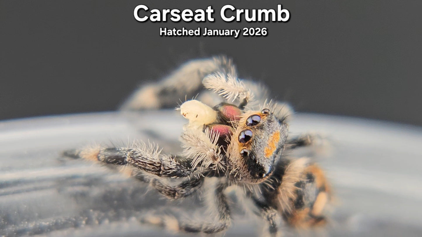 "Carseat Crumb" Female Regal Jumping Spider (Phidippus regius) - Juvenile Hatched January 2026