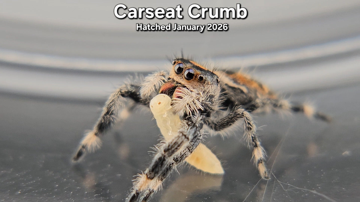 "Carseat Crumb" Female Regal Jumping Spider (Phidippus regius) - Juvenile Hatched January 2026